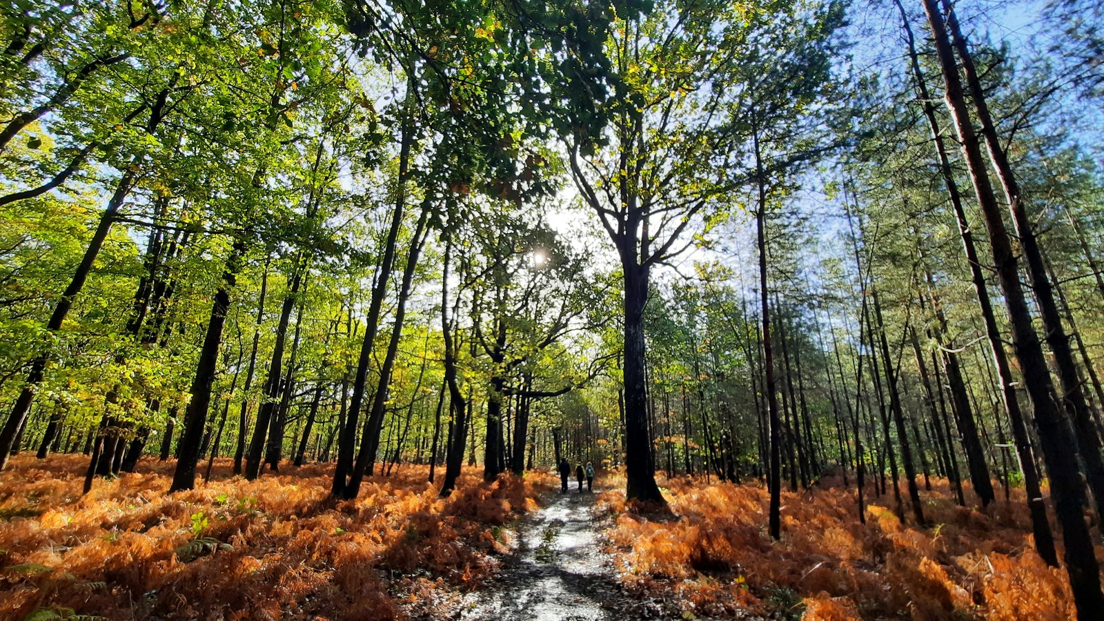 Randonnée autour de Clairefontaine en Yvelines