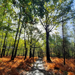 Randonnée autour de Clairefontaine en Yvelines